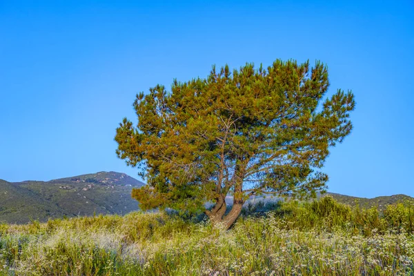 Einsamer Baum im Sonnenuntergang — Stockfoto