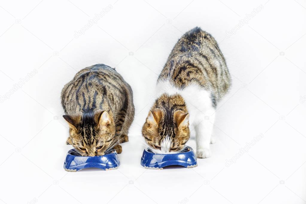 cats eating at the food bowl
