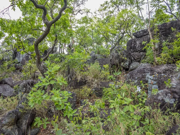 Vegetazione nel parco nazionale de chapadom — Foto Stock