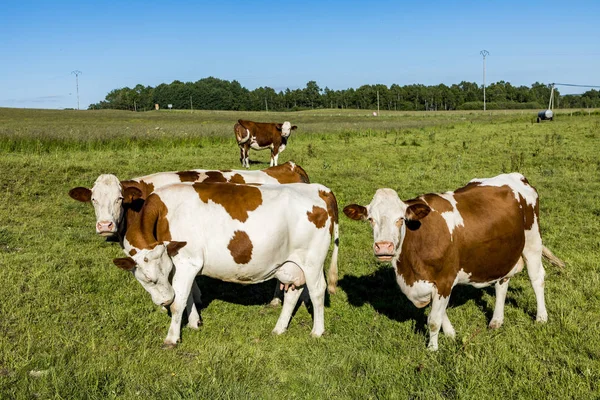 Cows grazing at the meadow — Stock Photo, Image