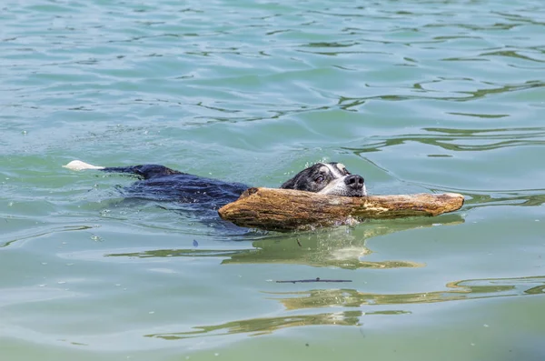 Cão de caça busca pedaço de madeira no lago — Fotografia de Stock