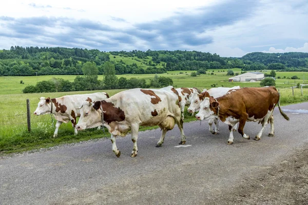 Vacas en la calle en el camino a casa —  Fotos de Stock