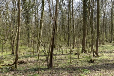  meşe ormanında bahar