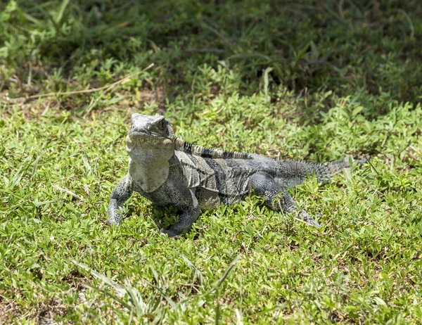 Wild big lizard — Stock Photo, Image