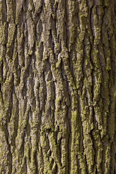 Eichenrinde — Stockfoto