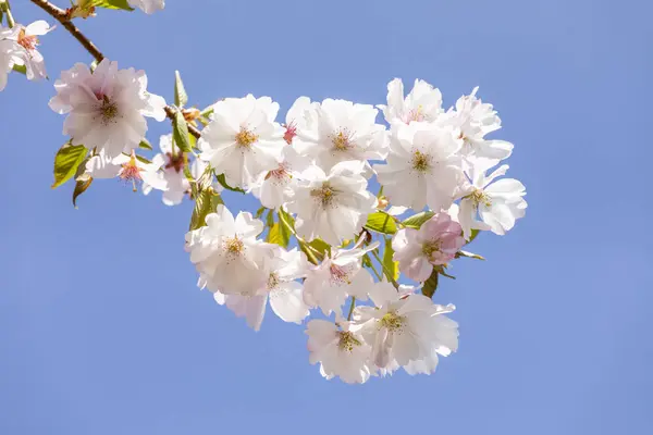 Detail of blooming cherry bud of tree — Stock Photo, Image