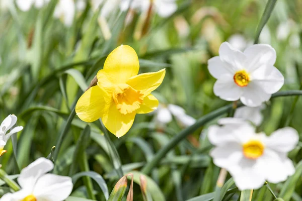 Detalhe da flor de narciso florescendo — Fotografia de Stock