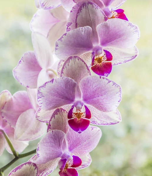 Orquídeas em detalhe na sala de estar — Fotografia de Stock