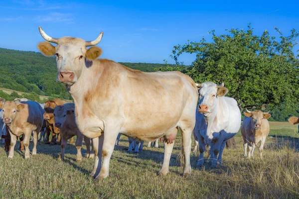 Vacas pastando en el prado verde al atardecer —  Fotos de Stock