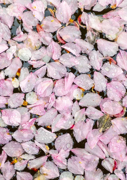 Pink blossoms drifting in the lake — Stock Photo, Image