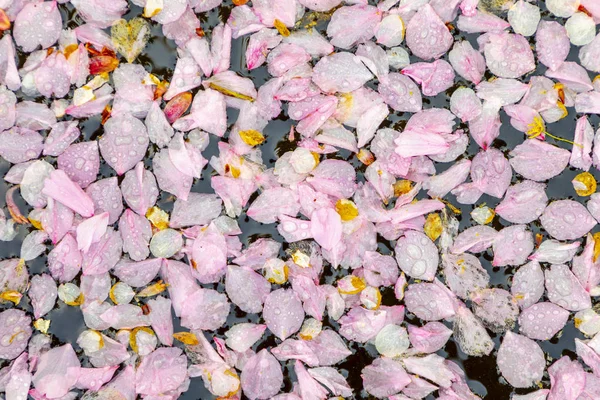 Rosa blommor drifting i sjön — Stockfoto