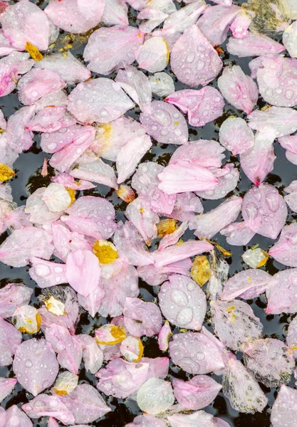 Pink blossoms drifting in the lake — Stock Photo, Image