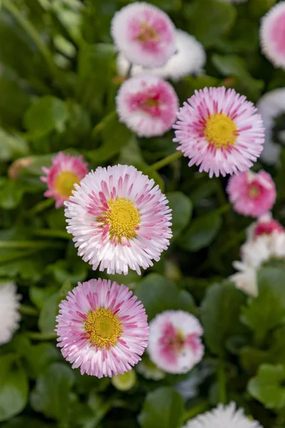 Detail of spring flowers — Stock Photo, Image