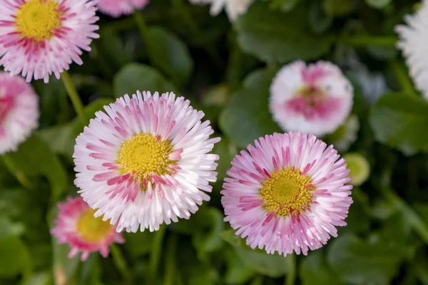 Detail of spring flowers — Stock Photo, Image