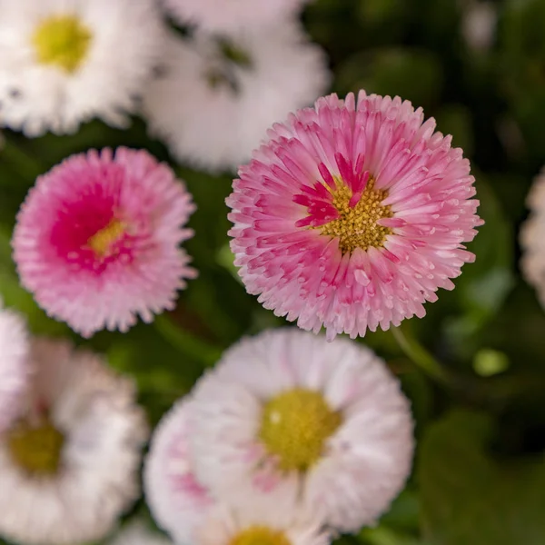Detail of spring flowers — Stock Photo, Image