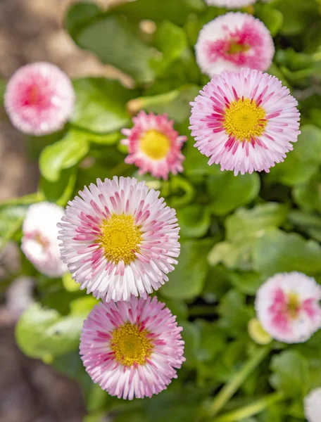 Detalle de flores de primavera —  Fotos de Stock