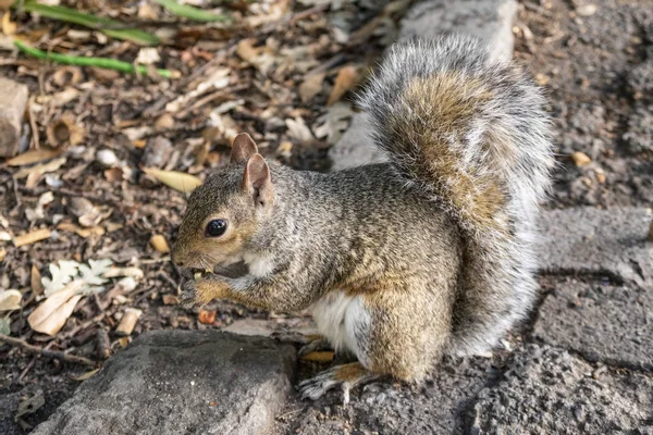 Squirrel in south africa with his treasure a nut — Stock Photo, Image