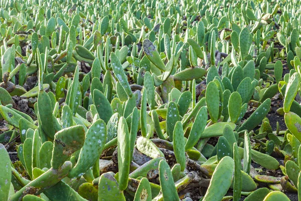 Grüner Kaktus Detail — Stockfoto