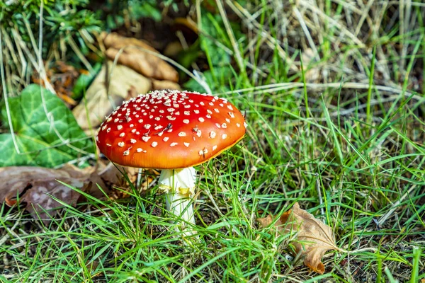 飞琼脂蘑菇 — 图库照片