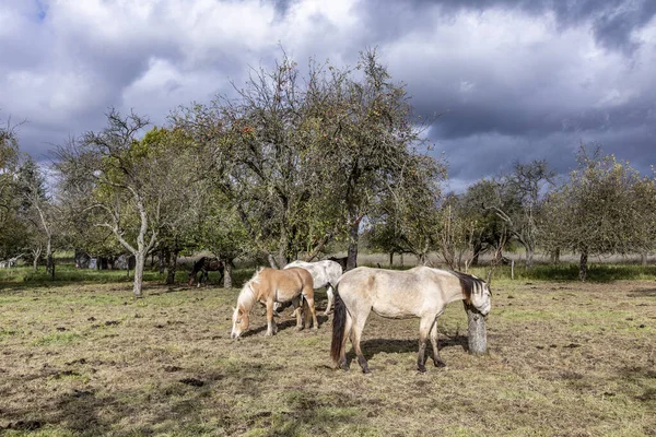 Cavalli che pascolano a un prato — Foto Stock