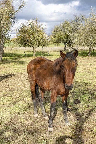 Paarden grazen op een weide — Stockfoto