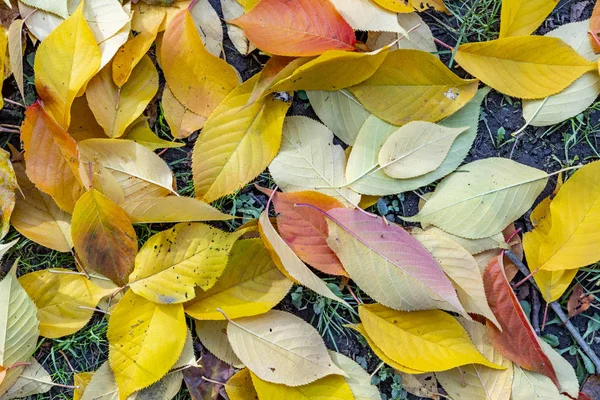 Gelbe bunte Blätter liegen auf der Wiese — Stockfoto