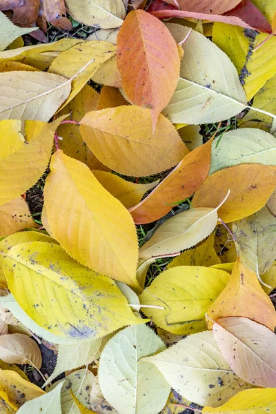 Feuilles jaunes colorées allongées à la prairie — Photo