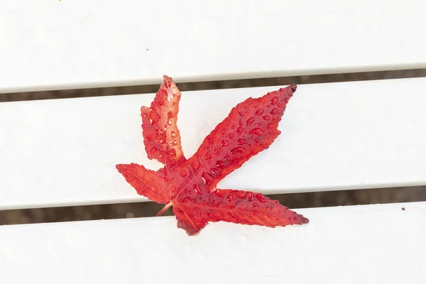 Hoja en un banco con gotas de agua — Foto de Stock