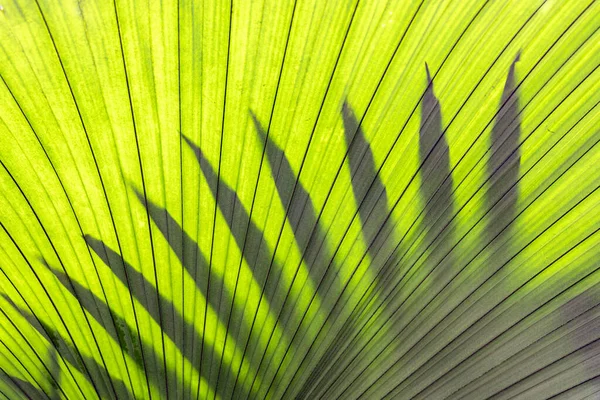 Детали зеленого пальмового листа с тенью и веной — стоковое фото