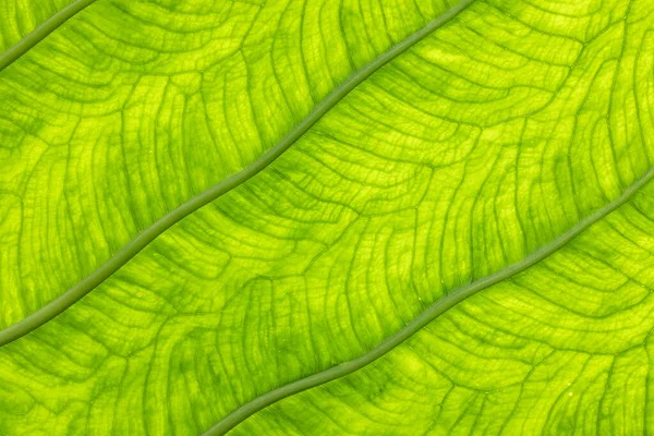 Detail zeleného palmového listu se stínem a žílou — Stock fotografie