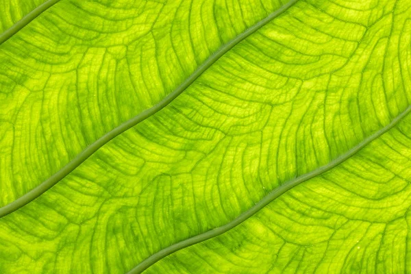 Détail de feuille de palmier vert avec ombre et veine — Photo