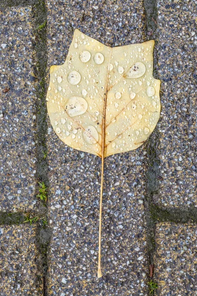 床の葉の詳細は水滴で顔のように見えます — ストック写真