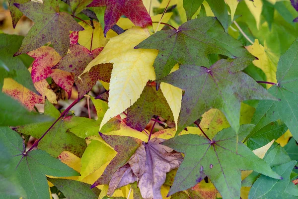 Detalhe de folhas cênicas em cores de verão indianas — Fotografia de Stock