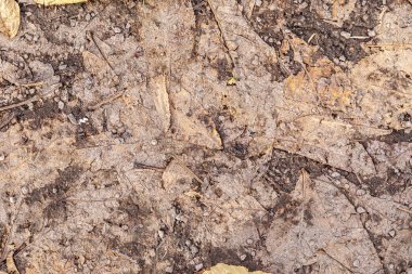 Yaya yolunda yatan yapraklar