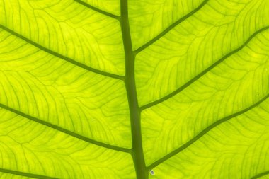 Gölgesi ve damarı olan yeşil palmiye yaprağının ayrıntıları