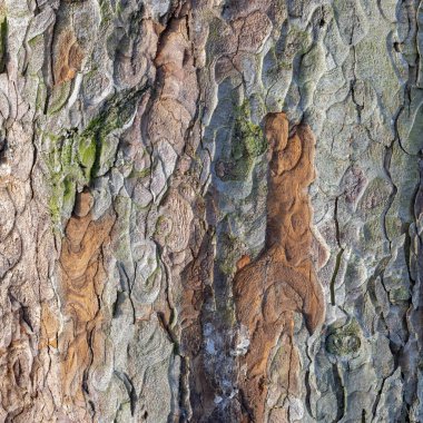 Harmonik arkaplan olarak detaylandırılmış kireç ağacı deseni