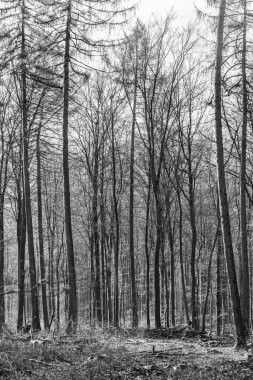  Glashuet yakınlarındaki Taunus ormanında muhteşem gölgeli bir patika.