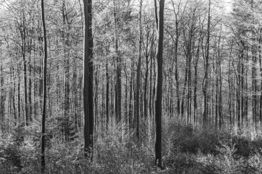  Glashuet yakınlarındaki Taunus ormanında muhteşem gölgeli bir patika.