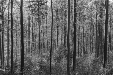  Glashuet yakınlarındaki Taunus ormanında muhteşem gölgeli bir patika.