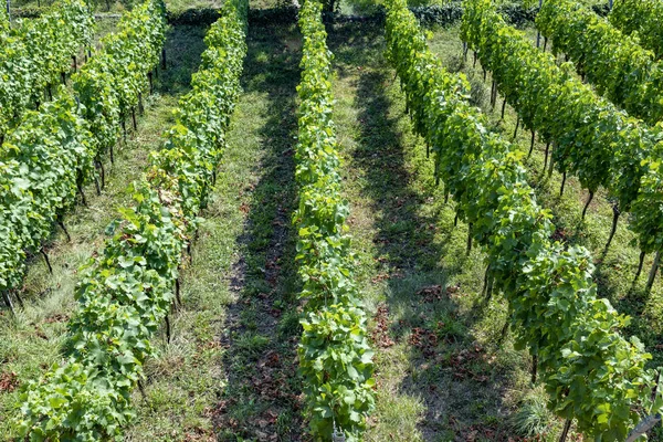 Weinberg mit reifen Trauben im Flusstal — Stockfoto