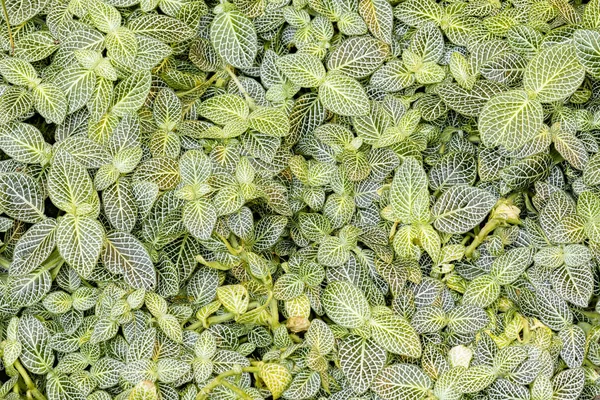 Background of fittonia albivenis plant — Stock Photo, Image