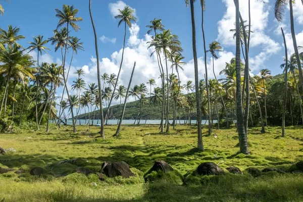 Palm Grove e vista sull'oceano Atlantico dalla collina di Bequia islan — Foto Stock