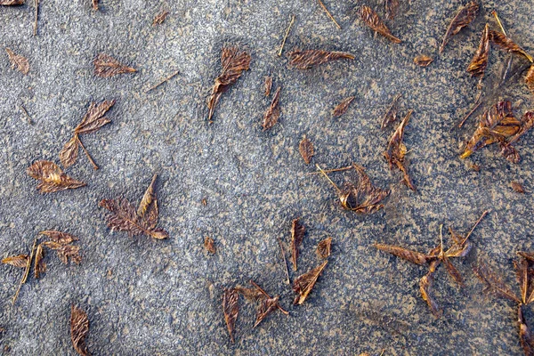 Fallen Leaves Wet Asphalt Street Harmonic Background — Stock Photo, Image