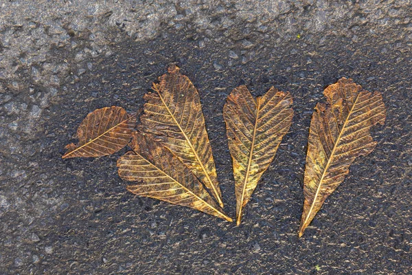 Feuilles tombées dans une rue asphaltée humide — Photo
