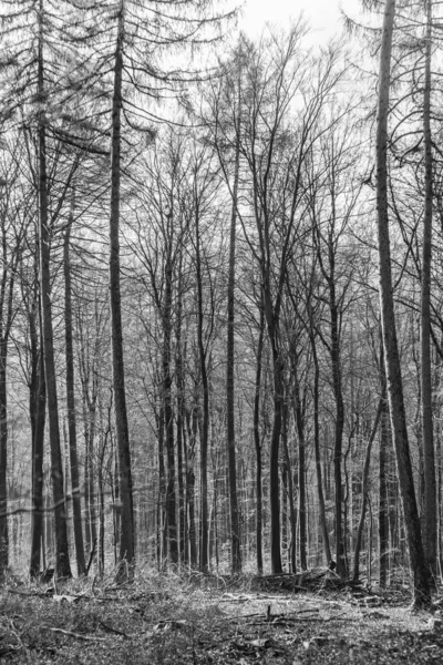 Camino con sombra espectacular en el bosque de Taunus cerca de Glashuet — Foto de Stock