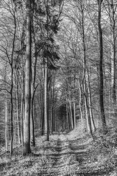 Stig med spektakulär skugga i Taunus skog nära Glashuet — Stockfoto