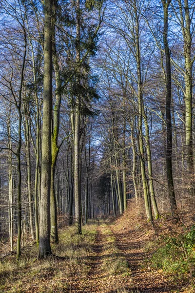 Path with spectacular shadow in the Taunus forest near Glashuet — Stock Photo, Image