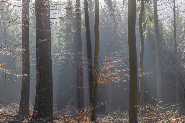 Fel 'deki Glashuetten yakınlarındaki Taunus ormanında sisli bir gölge. — Stok fotoğraf