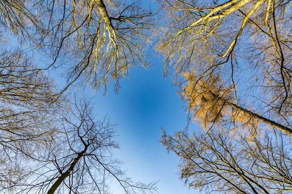 Vue des cimes des arbres avec ciel bleu dans la forêt de Taunus près de Glashu — Photo