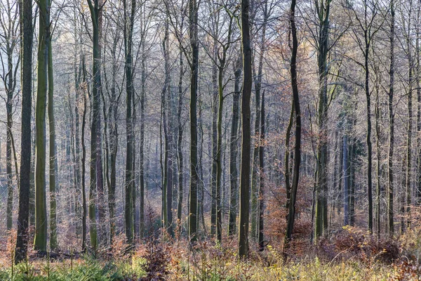 Стежка з ефектною тінню у лісі Таунус поблизу Ґлашует. — стокове фото